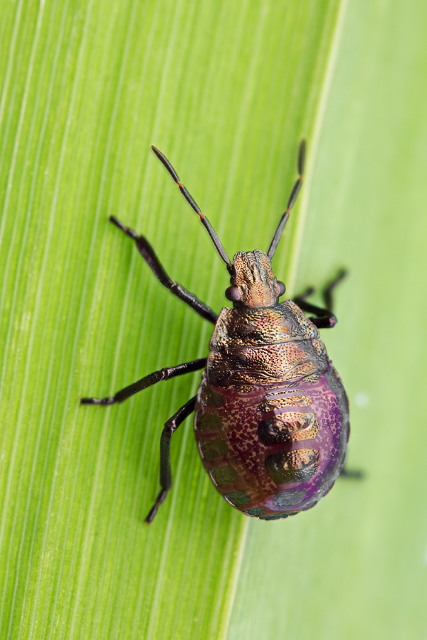 Shieldbug (juvenile) - Picromerus bidens